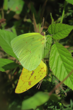 Cloudless Sulphur
mating pair